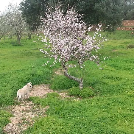 Vivenda Das Alfarrobas Dom wakacyjny